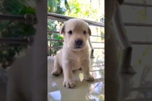 Lab puppy | Cute Puppies