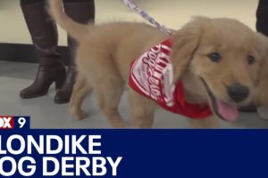 Lake Minnetonka Klondike Dog Derby hosting cutest puppy contest