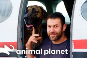 Lee Adopts a New Rescue Dog & Introduces Him to the Pack! | My Pack Life | Animal Planet