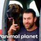 Lee Adopts a New Rescue Dog & Introduces Him to the Pack! | My Pack Life | Animal Planet