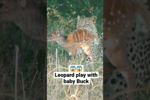 Leopard play with baby Buck. #shorts #animals #wildlife #leopard