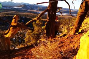 Lifeguards Face Danger to Rescue Cougar - Animal Rescue | Rescue Stories