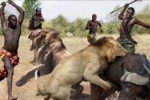 Lion Attack Buffalo | lion attack | Animal Attack 2023 | Animal Fights 2023