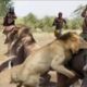 Lion Attack Buffalo | lion attack | Animal Attack 2023 | Animal Fights 2023