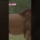 Lion King attack black bear & animals fights & Discovery tv24