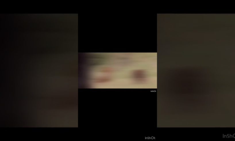 Lion vs. Bear in Epic Fight to the Finish! #shorts #viral #ytshorts