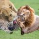 Lion vs Leopard || Leopard was sleeping when a lion attacked - Wild animal fights #lion #animals