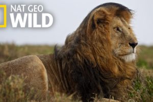 Lions 101 | Nat Geo Wild