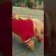 Little Teddy playing by himself #funny #teddy #funnyvideos #shots #foryou #pet #animals #dog