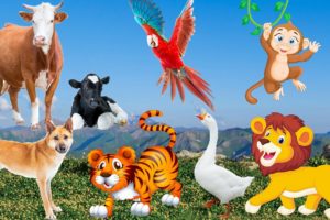 Lives of animals: dog, cat, tiger, lion, elephant, duck, monkey, cow - animal sounds