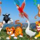 Lives of animals: dog, cat, tiger, lion, elephant, duck, monkey, cow - animal sounds