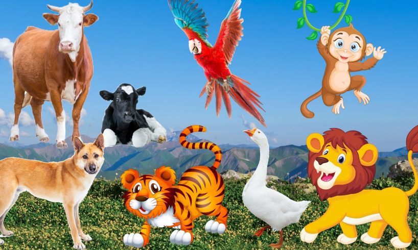 Lives of animals: dog, cat, tiger, lion, elephant, duck, monkey, cow - animal sounds