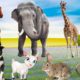 Lovely animals, the activities of familiar animals dogs, cats, chickens, ducks, pigs, horses, cows