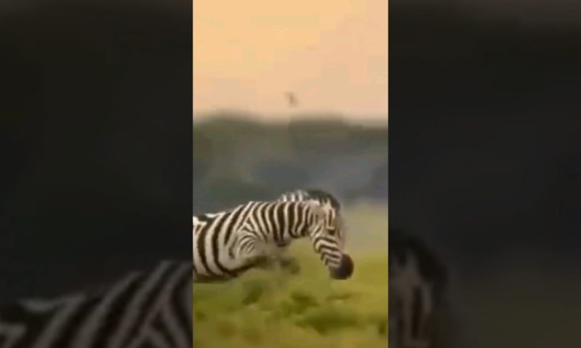 MOM ZEBRA SAVE THE BABY FROM CHEETAH'S ATTACK #shorts #animals #viral