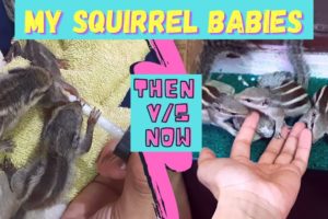 MY BABY SQUIRRELS|INDIAN PALM SQUIRREL|RESCUED ANIMAL VIDEOS|CUTE ANIMALS