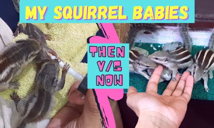 MY BABY SQUIRRELS|INDIAN PALM SQUIRREL|RESCUED ANIMAL VIDEOS|CUTE ANIMALS