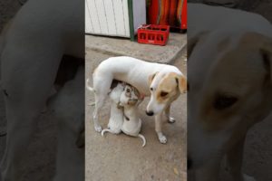 Mama Dog Feeding her Cute Puppies 🐶😍 #shorts #puppies #dogs #trendingshorts