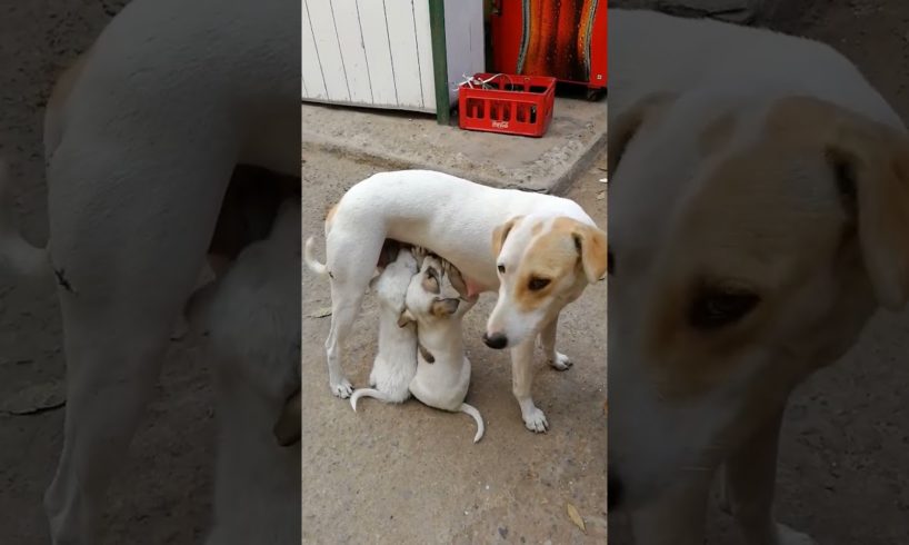 Mama Dog Feeding her Cute Puppies 🐶😍 #shorts #puppies #dogs #trendingshorts