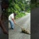 Man Helps Sloth Cross Road Using a Tree Branch | People Are Awesome #animals #animalrescue #shorts