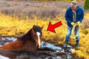 Man Rescue Horse From a puddle of Mudd - Rescue Baby Animals