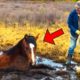 Man Rescue Horse From a puddle of Mudd - Rescue Baby Animals