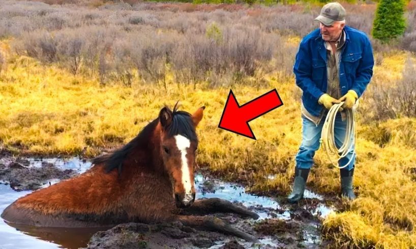 Man Rescue Horse From a puddle of Mudd - Rescue Baby Animals