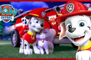 Marshall's Animal Rescue Moments and More! | PAW Patrol | Cartoons for Kids