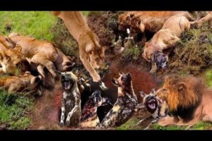 Merciless Battles Between Animals | Most Dengerous Animal Fights |#animals #lion