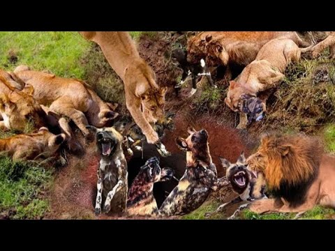 Merciless Battles Between Animals | Most Dengerous Animal Fights |#animals #lion