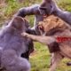 Most Amazing Moments Of Wild Animal Fights - Wild Discovery Animals - Lion vs Baboon Real Fights 73