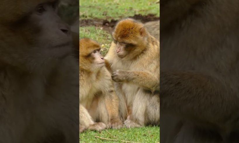 Most Beautiful Animals playing together #joomejopathan