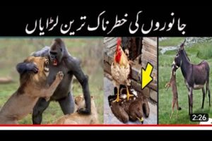 Most Dangerous Fights in Animal Kingdom | Zaid suleman