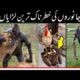 Most Dangerous Fights in Animal Kingdom | Zaid suleman