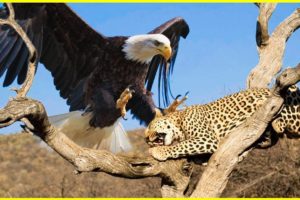 Mother Leopard Suffering Crazy Attacks Eagles Avenging Her Children | Animal Fights