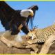 Mother Leopard Suffering Crazy Attacks Eagles Avenging Her Children | Animal Fights