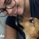 Mujer Rescata Cientos De Cachorros En Una Isla Todos Los Días | Dodo Héroes | El Dodo