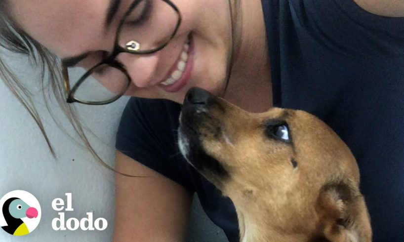 Mujer Rescata Cientos De Cachorros En Una Isla Todos Los Días | Dodo Héroes | El Dodo