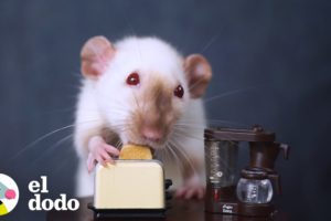 Mujer le cocina versiones mini de su comida a sus ratas | El Dodo