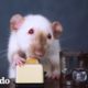 Mujer le cocina versiones mini de su comida a sus ratas | El Dodo