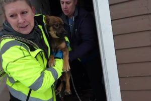 Norton Shores Police Department shares video of 78 dogs being rescued from home