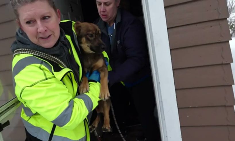 Norton Shores Police Department shares video of 78 dogs being rescued from home