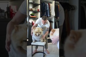 OMG😲😍 Cutest puppy everr #puppylove #puppy #dogs #doglover