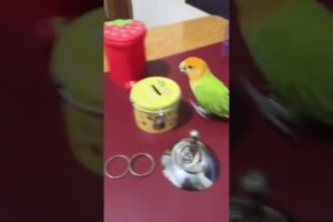 OMG!🦜Smart Parrots Video (2022) Baby Animals Video 2022|  Amazing Parrot Video#trainingbird💥