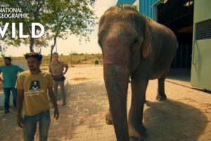 Operation Elephant | Jungle Animal Rescue