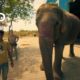 Operation Elephant | Jungle Animal Rescue
