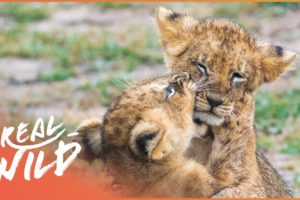 Orphaned Lion Cubs Rescued From An Active Warzone | Wild Animal Rescue | Real Wild