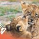 Orphaned Lion Cubs Rescued From An Active Warzone | Wild Animal Rescue | Real Wild