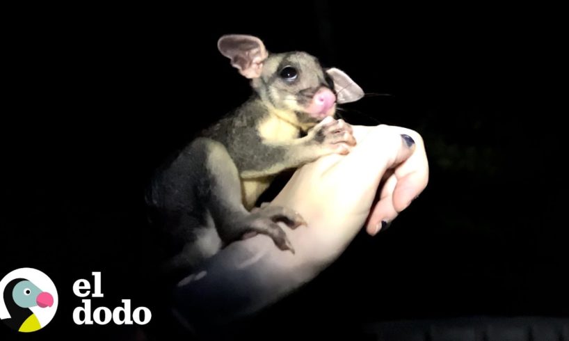 Pequeña zarigüeya con cola esponjosa se reúne con mamá | Corazones Salvajes | El Dodo