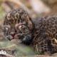 Pequeño cachorro de leopardo se reúne con su mamá | El Dodo