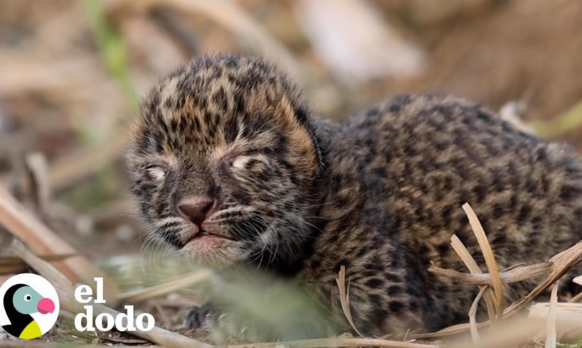 Pequeño cachorro de leopardo se reúne con su mamá | El Dodo